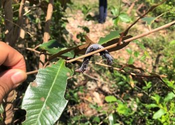 El equipo técnico de Sanidad Vegetal del Ministerio de Agricultura informó que el gusano no representa peligro para los cultivos. | Fuente externa.