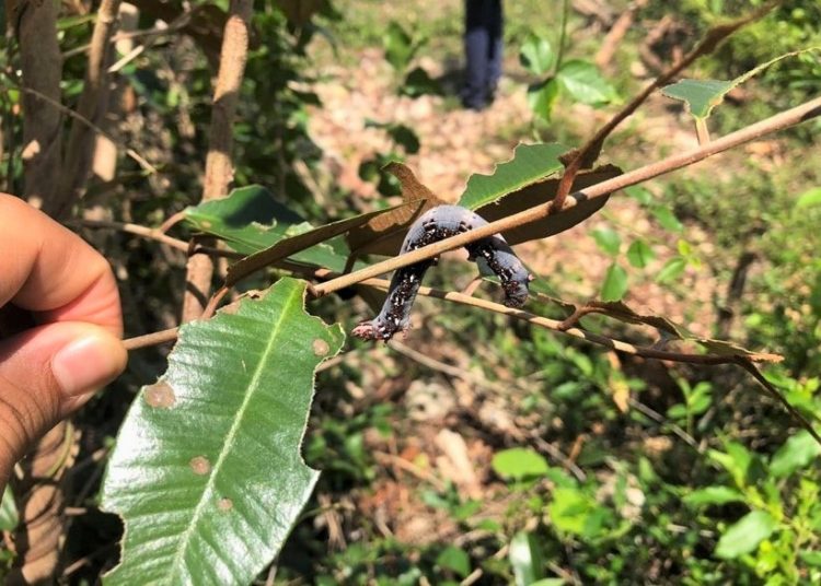 El equipo técnico de Sanidad Vegetal del Ministerio de Agricultura informó que el gusano no representa peligro para los cultivos. | Fuente externa.