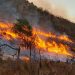 Incendio forestal - Fuente externa.