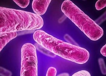 Cada 6 de julio se celebra el Día Mundial de la Zoonosis en el que se pretende concienciar a la población acerca de los riesgos que implica esta enfermedad. - Fuente externa.