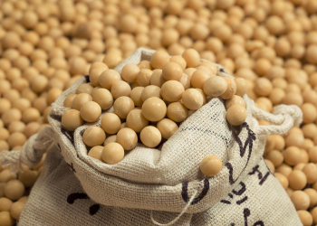 Soja. - Fuente externa.