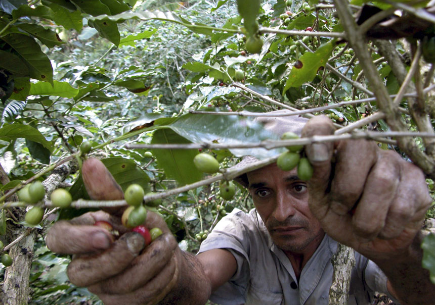 Taiwán está interesado en el café dominicano../ARCHIVO