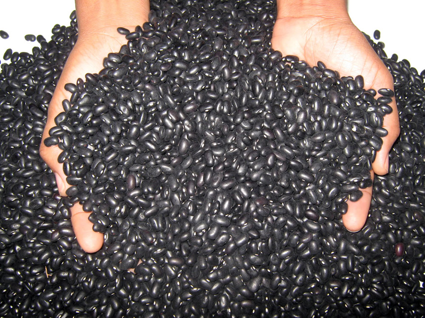 Castillo Pimentel solicitó al Presidente Medina designar una comisión para que investigue todo lo relacionado con el concurso de noviembre de 2015 para la adquisición de habichuelas negras para el Plan Social de la Presidencia.