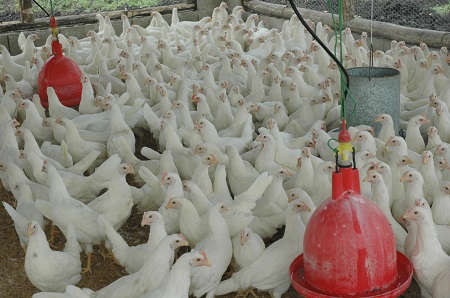 Los productores de pollo piden la ayuda de las autoridades ante la crisis que dicen padecer./elDinero