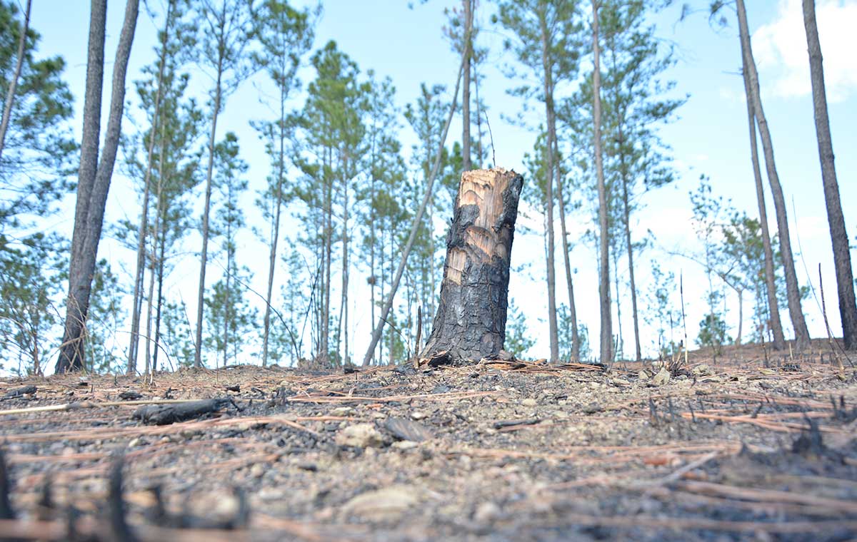 deforestacion frontera haiti