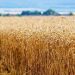 Los cereales son el principal producto afectado por las pérdidas, con una media de 69 millones de toneladas al año. - Fuente externa.