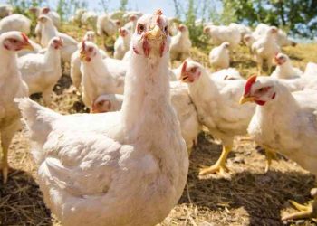 El Gobierno adquirió este jueves un millón de huevos y seguirá comprando más hasta mermar el déficit del mercado haitiano que compraba alrededor de unos 40 millones al mes. - Fuente externa.