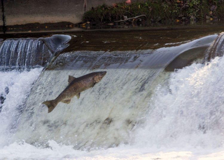 Los peces de agua dulce representan más de la mitad de las especies de peces conocidas en el mundo. - Fuente externa.