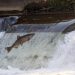 Los peces de agua dulce representan más de la mitad de las especies de peces conocidas en el mundo. - Fuente externa.
