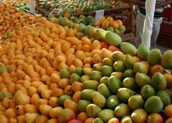 Quisqueya cuenta con alrededor de 1,900 productores registrados de mango, más de 143,000 tareas sembradas. - Fuente externa.