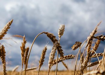 Esta salvaguardia afecta a productos considerados "sensibles" para algunos Estados miembros, como la carne de aves de corral, huevos, azúcar, avena, maíz, sémola y miel. - Fuente externa.