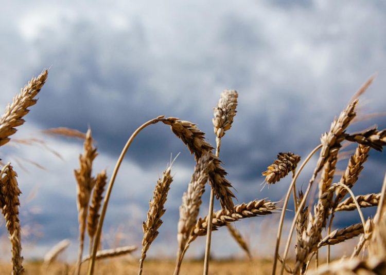 Esta salvaguardia afecta a productos considerados "sensibles" para algunos Estados miembros, como la carne de aves de corral, huevos, azúcar, avena, maíz, sémola y miel. - Fuente externa.