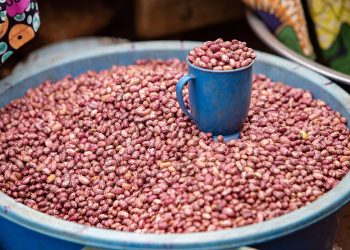 Esta variedad de habichuelas es muy demandada en Francia. - Fuente externa.