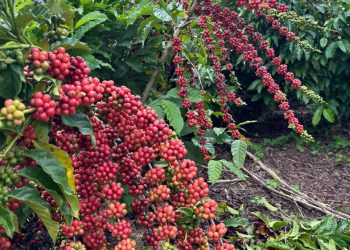 Café dominicano sin cosechar.- Fuente externa.