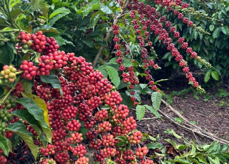 Café dominicano sin cosechar.- Fuente externa.