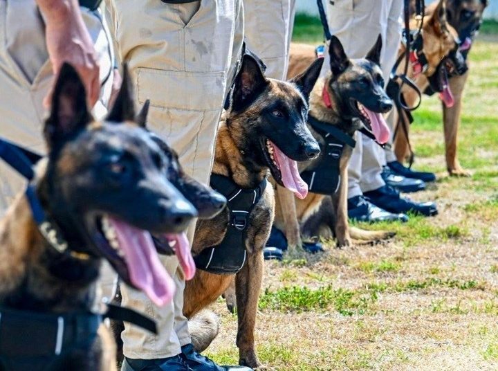 Los ejemplares de las razas Pastor Belga Malinois, Pastor Alemán y Pastor Holandés fortalecerán la Unidad K-9.