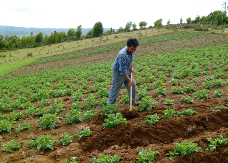 Según el BID, la agricultura representa el 6% del Producto Interior Bruto regional, el 15% del empleo total y el 24% de las exportaciones.