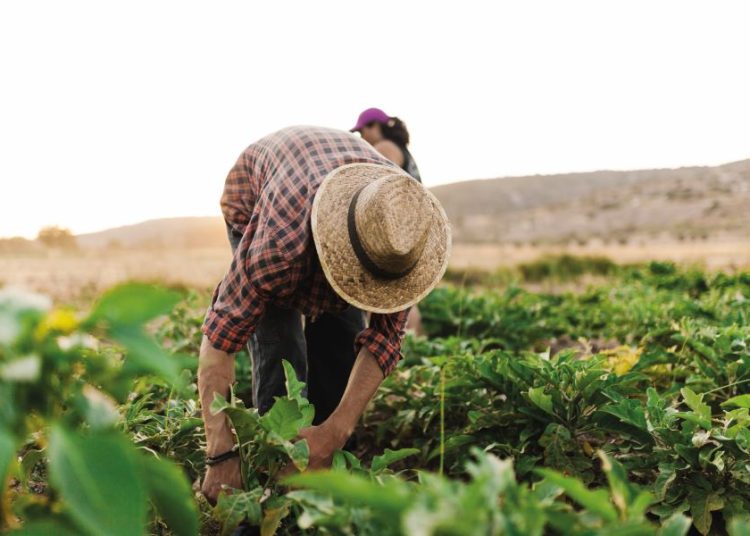 Señalan que los fenómenos climáticos, como la sequía y el exceso de lluvias, ya no solo afectan la inflación de alimentos, sino que representan un desafío constante para la estabilidad del sector agropecuario.