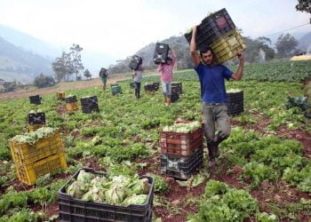 Agricultores, agricultura.
