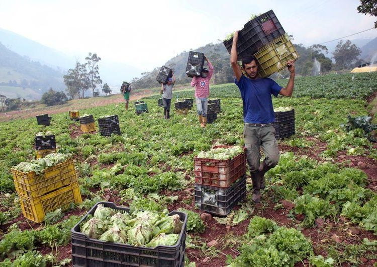 Agricultores, agricultura.