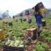Agricultores, agricultura.