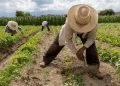 Más del 86% de los trabajos agropecuarios pertenece a la informalidad.