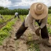 Más del 86% de los trabajos agropecuarios pertenece a la informalidad.
