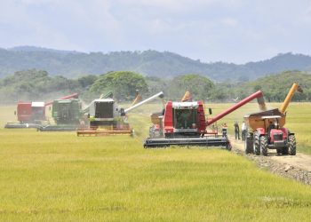 Agricultura, Limber Cruz,