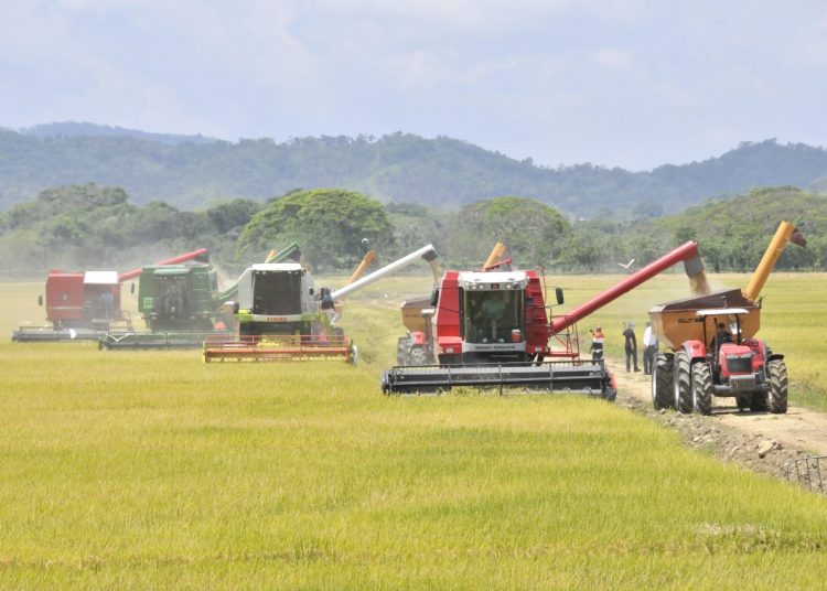 Agricultura, Limber Cruz,