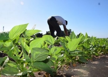 Agricultura Mexico