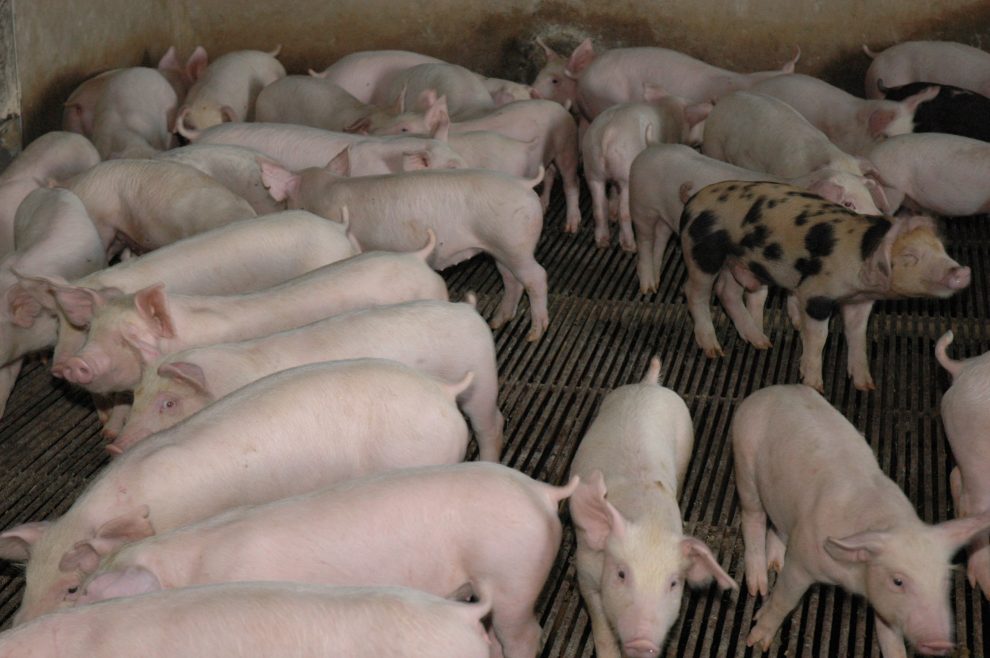 agricultura porcinos