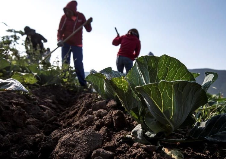 Agricultura, agricultores