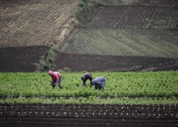 Agricultura, sistemas alimentarios