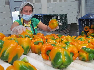 La producción bajo ambiente controlado ha recibido apoyo del gobierno. Foto: JAIRON SEVERINO