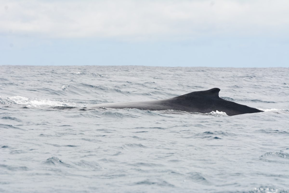 La aleta dorsal de una ballena jorobada, destacándose en las aguas de Samaná. Fotógrafo: Lesther Álvarez | Cortesía para elDinero.