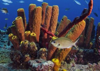 Estudio del Intec, publicado en Ocean & Coastal Management, estima degradación de estos ecosistemas genera pérdidas de US$75 millones al año para la economía dominicana.