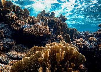 En 2021, se impusieron multas que representaron más de RD$124 millones por delitos ambientales como pesca ilegal, entre otros, según Senpa. | Fotografía de fuente externa.