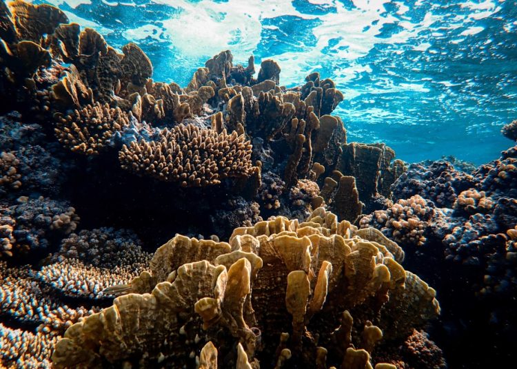 En 2021, se impusieron multas que representaron más de RD$124 millones por delitos ambientales como pesca ilegal, entre otros, según Senpa. | Fotografía de fuente externa.