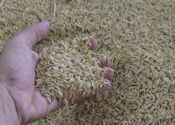 Arroz