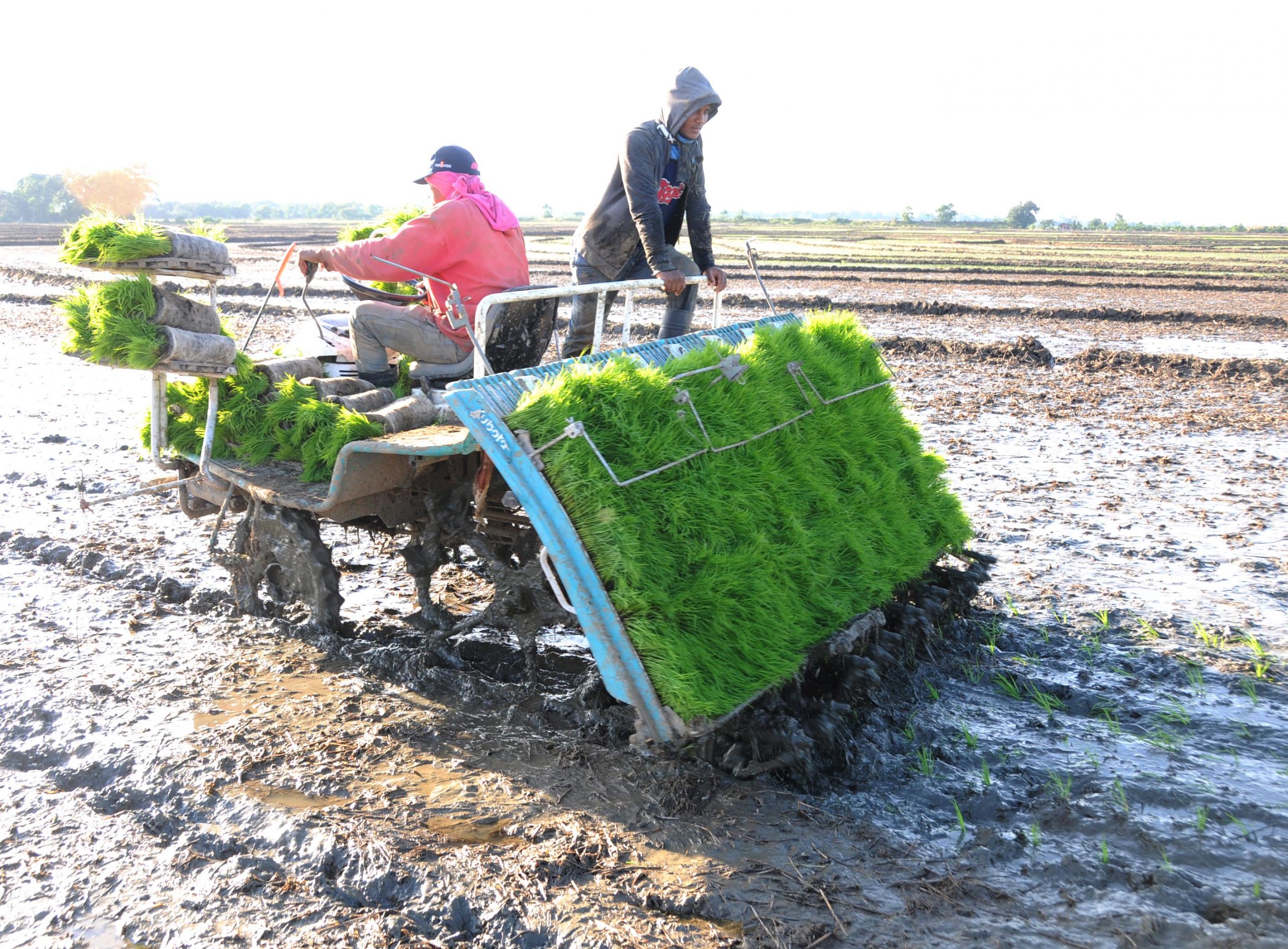 Expertos estiman que los efectos del cambio climático se sentirán con mucha fuerza en la producción agrícola.