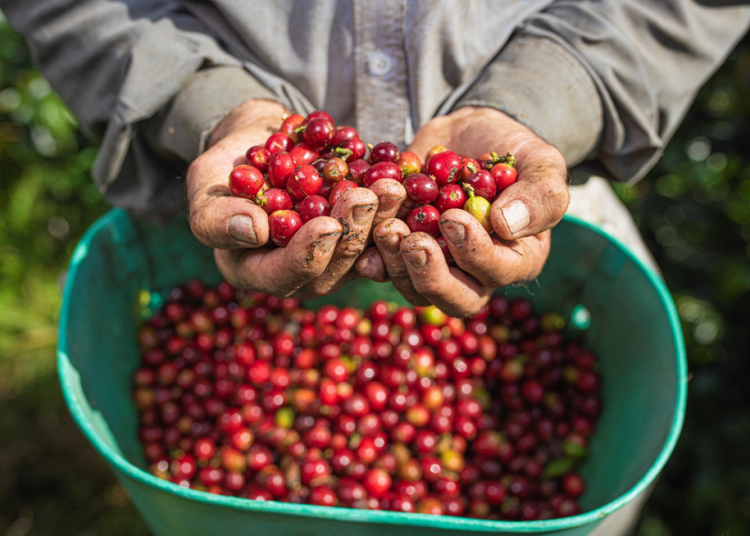 Producciones de café - Fuente externa.