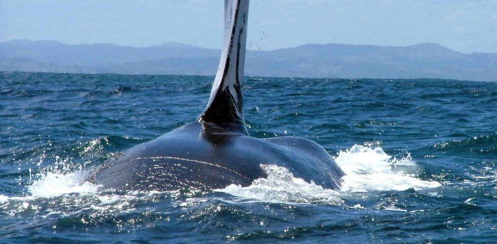 Cada año la Bahía de Samaná recibe más de tres mil ballenas jorobadas. | elDinero