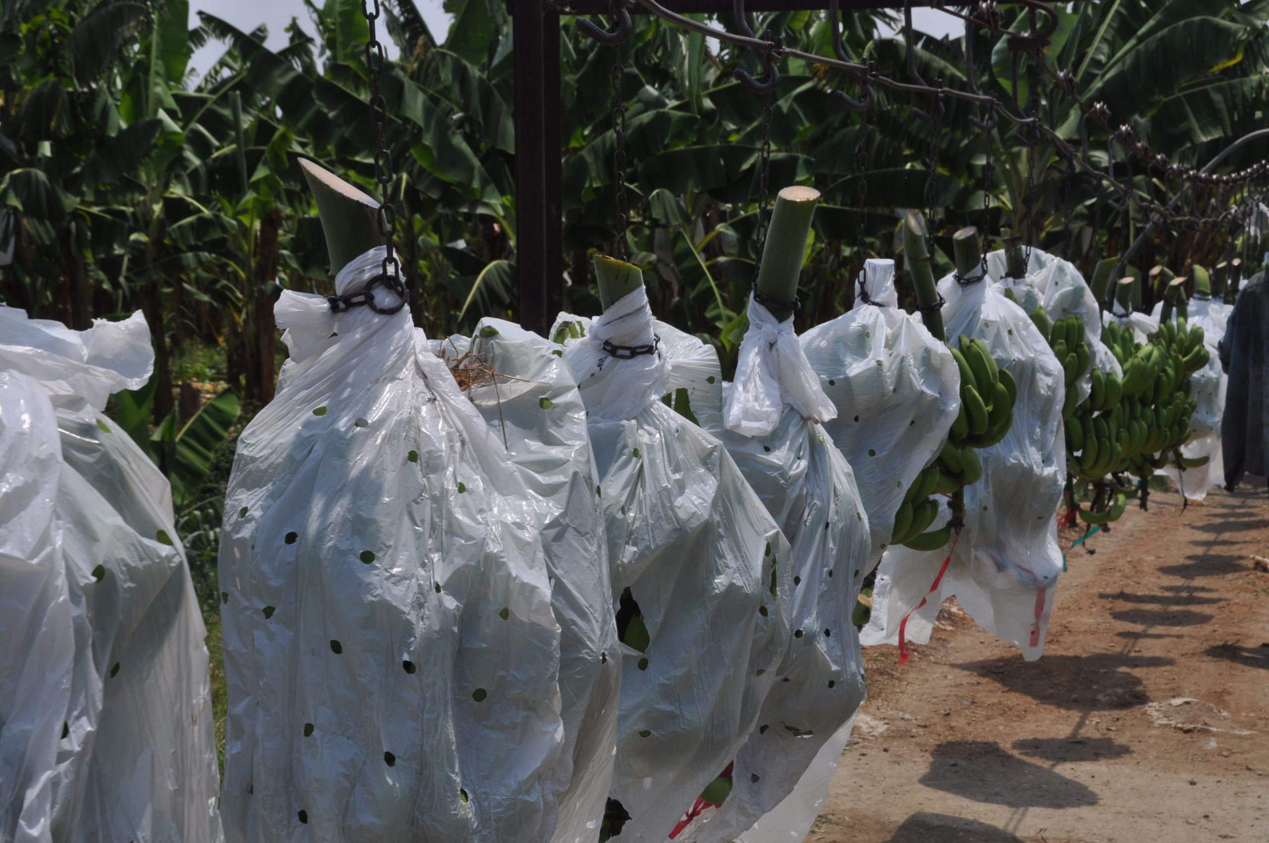 La producción de banano aporta más de US$200 millones en exportación al año a RD./elDinero