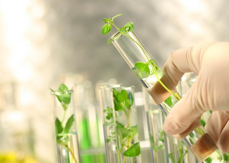 Biotecnología agrícola. | Trichodex.