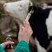 Brucelosis bovina