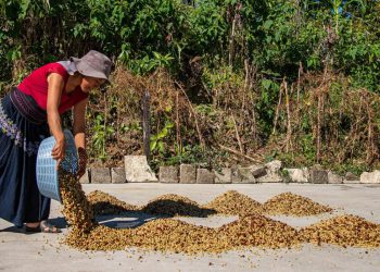 México es el octavo exportador mundial de café en grano, con exportaciones que superaron los US$433.8 millones en 2023,