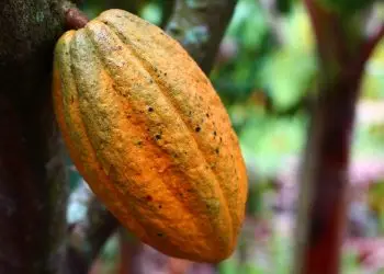 Ministerio donará 60,000 plantas de cacao.