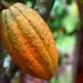 Ministerio donará 60,000 plantas de cacao.