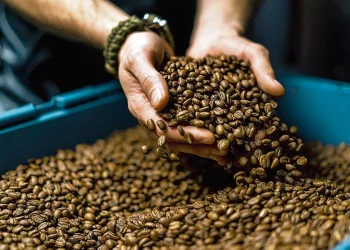 Al cierre del ciclo 2022-2023, los ingresos por la exportación del café de El Salvador cayeron un 13.2%.