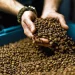 Al cierre del ciclo 2022-2023, los ingresos por la exportación del café de El Salvador cayeron un 13.2%.